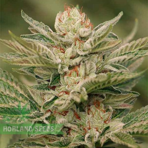 Sapphire Scoute Sapphire Scoute