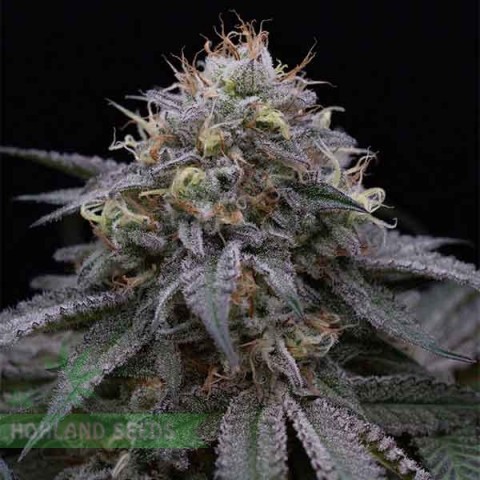 Sugar Breath Sugar Breath