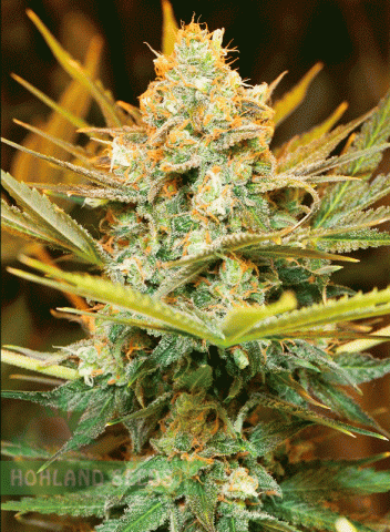 Three Blue Kings Three Blue Kings