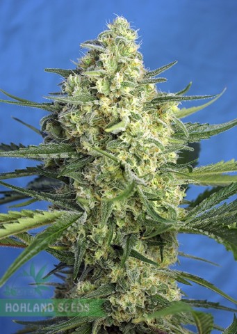 Jack 47 XL Auto Jack 47 XL Auto