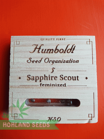 Sapphire Scoute Sapphire Scoute