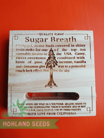 Sugar Breath Sugar Breath