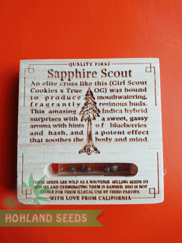 Sapphire Scoute Sapphire Scoute