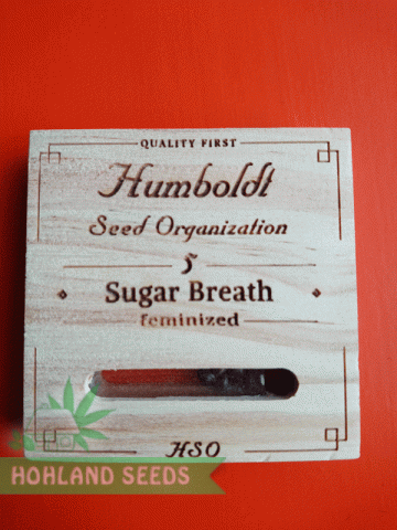 Sugar Breath Sugar Breath