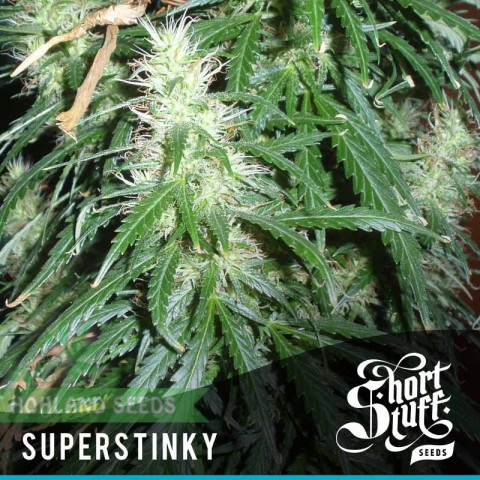 Super Stinky Auto