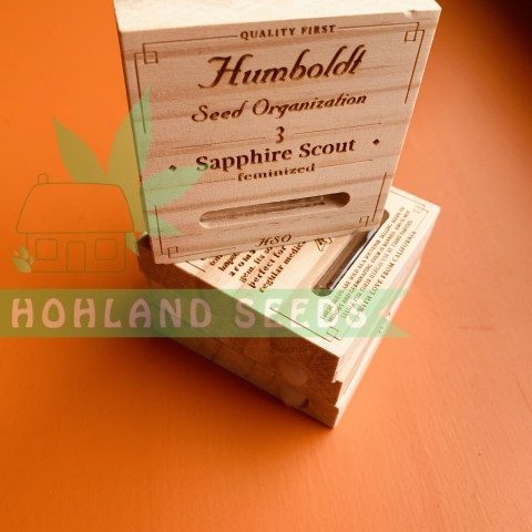 Sapphire Scoute Sapphire Scoute