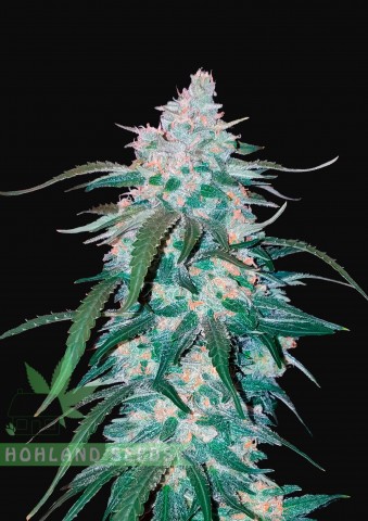 Pineapple Express Pineapple Express