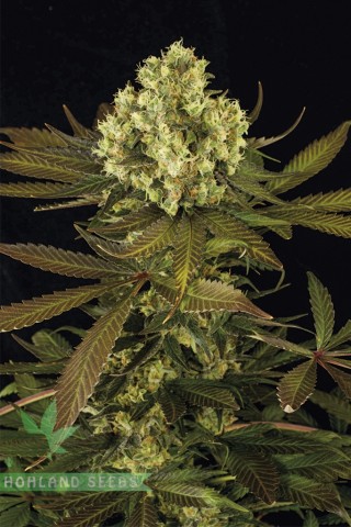 Sour Blueberry Sour Blueberry