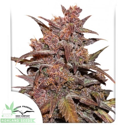 CBD Auto Blackberry Kush CBD Auto Blackberry Kush