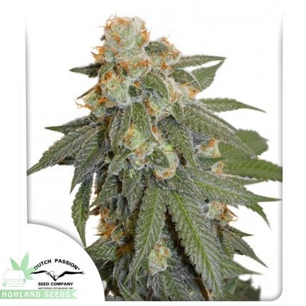 Auto Orange Bud Auto Orange Bud