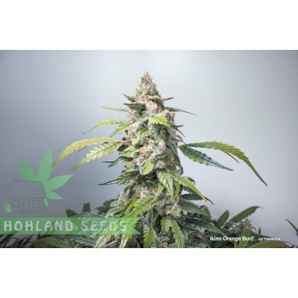 Auto Orange Bud Auto Orange Bud