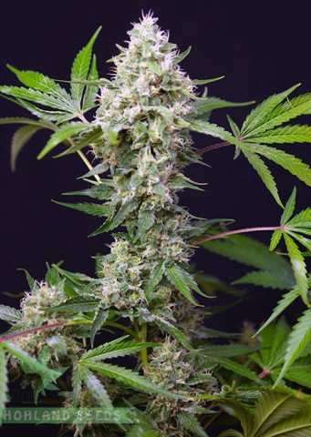 Sweet Amnesia Haze XL Auto