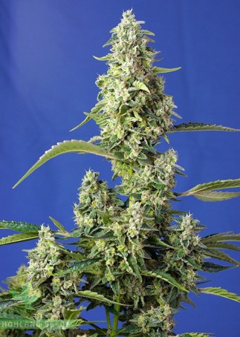 Gorilla Girl XL Auto Gorilla Girl XL Auto