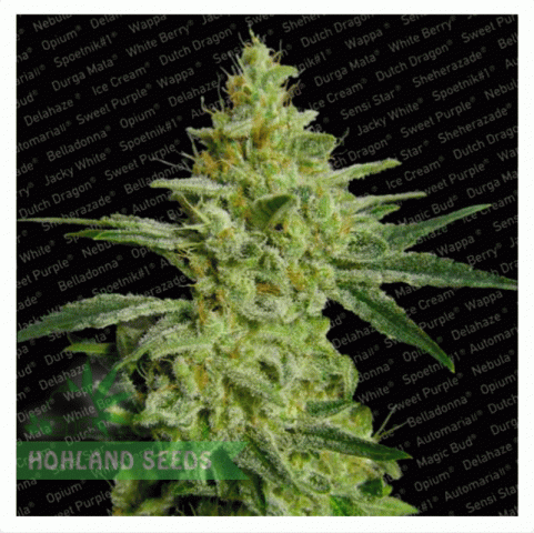 Allkush Allkush