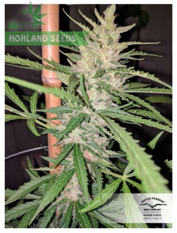 Auto Cinderella Jack Auto Cinderella Jack