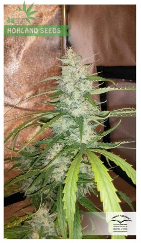 Auto Cinderella Jack Auto Cinderella Jack