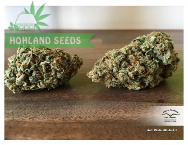 Auto Cinderella Jack Auto Cinderella Jack