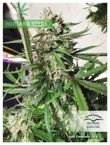 Auto Cinderella Jack Auto Cinderella Jack