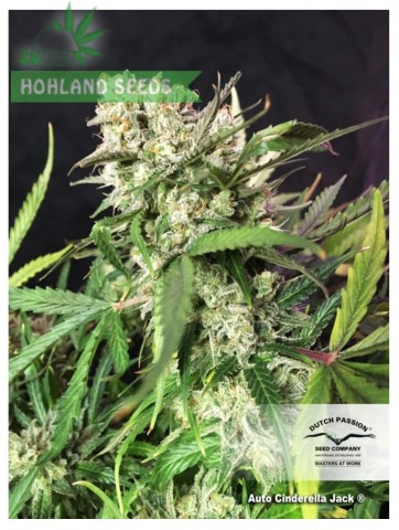 Auto Cinderella Jack Auto Cinderella Jack