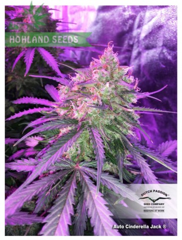 Auto Cinderella Jack Auto Cinderella Jack