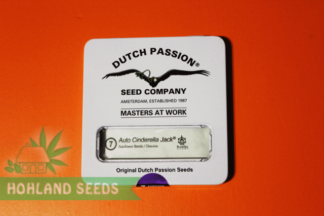 Auto Cinderella Jack Auto Cinderella Jack