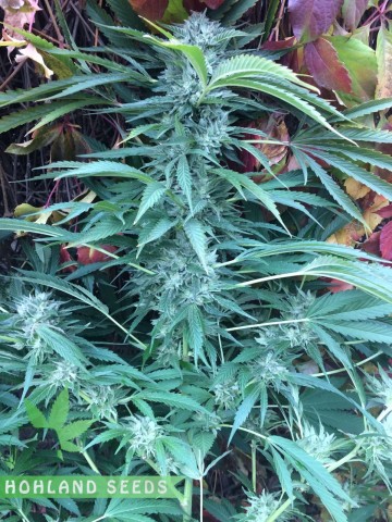 Auto Cinderella Jack Auto Cinderella Jack