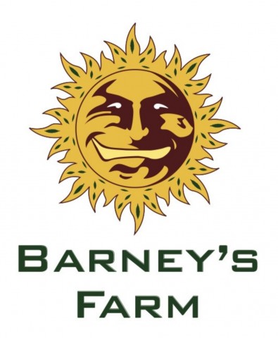 Orange Sherbert Orange Sherbert