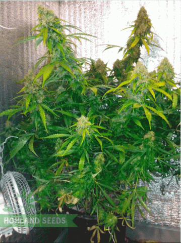 Bubba Cheese Auto Bubba Cheese Auto