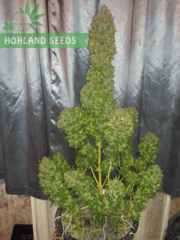 Bubba Kush Auto Bubba Kush Auto