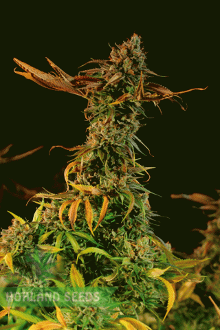 Blueberry Headband Blueberry Headband