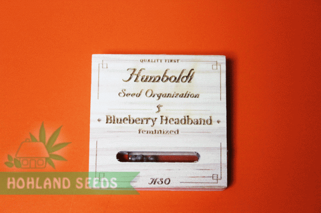 Blueberry Headband Blueberry Headband