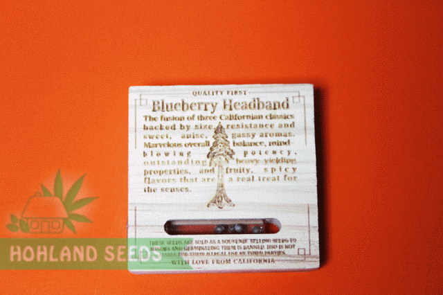 Blueberry Headband Blueberry Headband