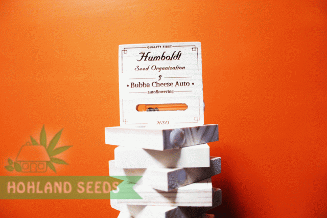 Bubba Cheese Auto Bubba Cheese Auto