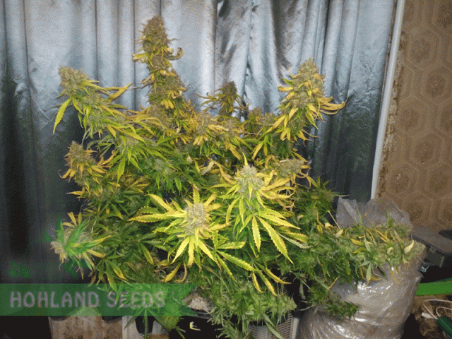 Bubba Cheese Auto Bubba Cheese Auto