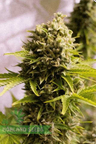 Bubba Cheese Auto Bubba Cheese Auto