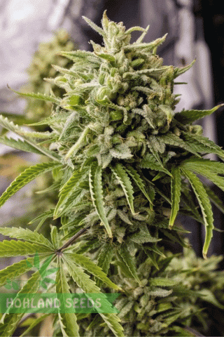 Bubba Kush Auto Bubba Kush Auto