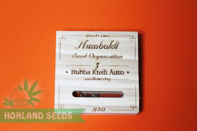 Bubba Kush Auto Bubba Kush Auto