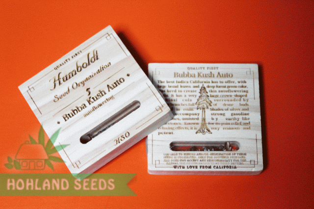 Bubba Kush Auto Bubba Kush Auto