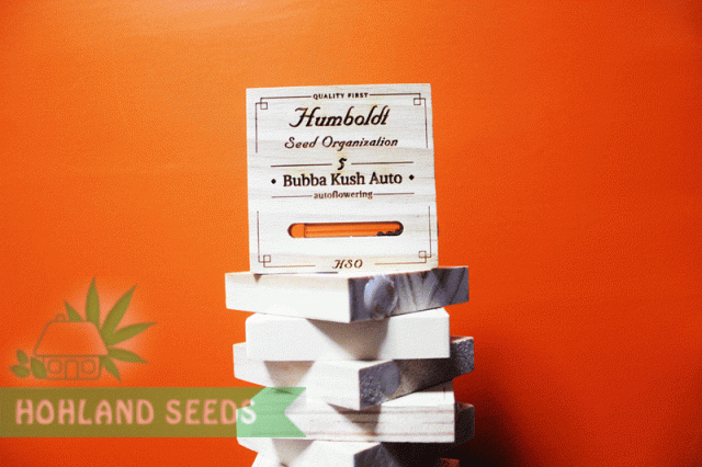 Bubba Kush Auto Bubba Kush Auto