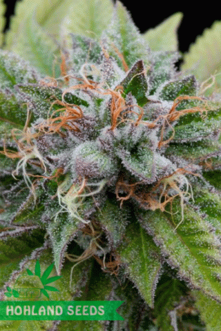 Bubba Kush Bubba Kush