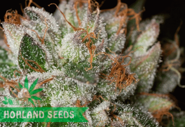 Bubba Kush Bubba Kush