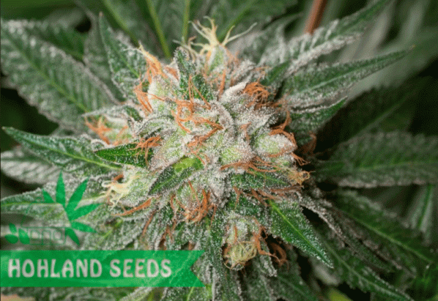 Bubba Kush Bubba Kush