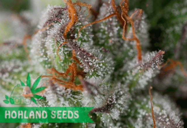 Bubba Kush Bubba Kush