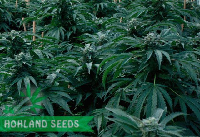 Bubba Kush Bubba Kush