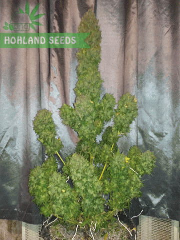 Bubba Kush Auto Bubba Kush Auto