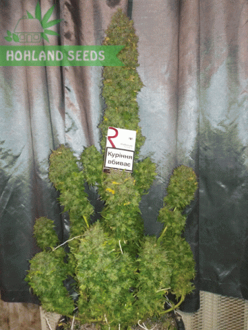 Bubba Kush Auto Bubba Kush Auto