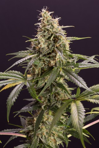 Chem-Bomb Auto Chem-Bomb Auto