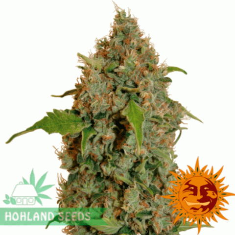 Chronic Thunder Chronic Thunder