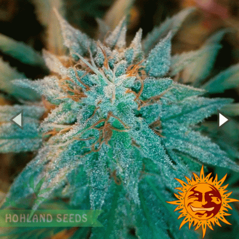 Chronic Thunder Chronic Thunder