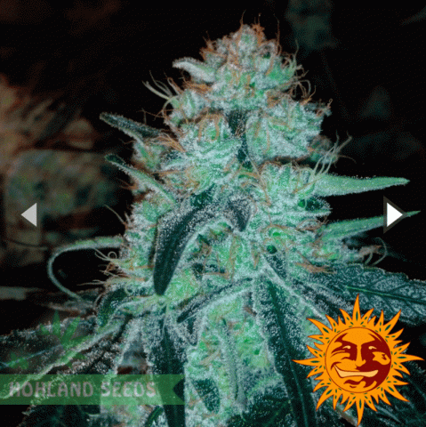 Chronic Thunder Chronic Thunder